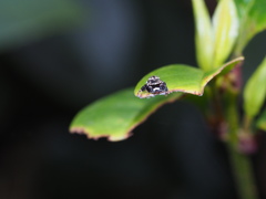 Rhene yunnanensis