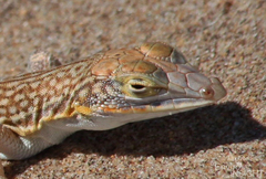 Wedge-Snouted Desert Lizard photo 2