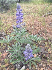 Lupinus nevadensis