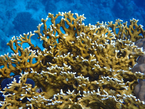 Millepora dichotoma Forsskål, 1775