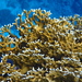 Net Fire Coral - Photo (c) Krylenko VV, some rights reserved (CC BY-NC), uploaded by Krylenko VV