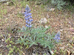 Lupinus nevadensis