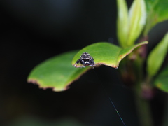 Rhene yunnanensis