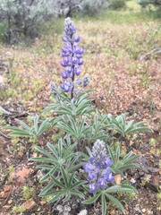 Lupinus nevadensis
