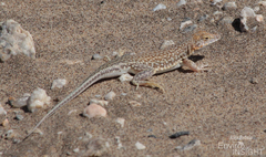 Wedge-Snouted Desert Lizard photo 3