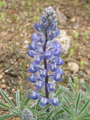 Lupinus nevadensis