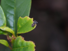 Rhene yunnanensis