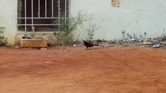 Centropus sinensis parroti