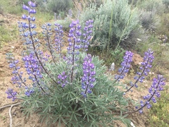 Lupinus nevadensis