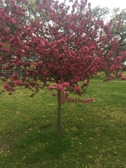 Malus spectabilis