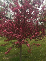 Malus spectabilis