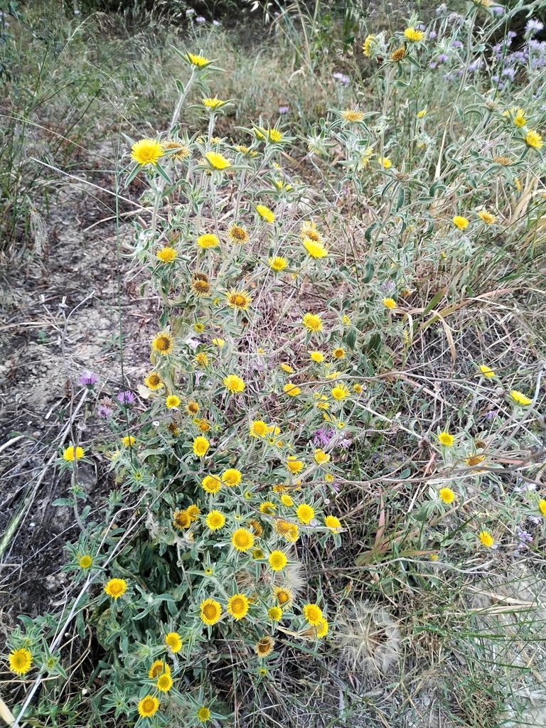 Spiny Starwort from Crete, Agia Marina, Greece on May 20, 2023 at 07:00 ...