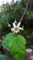 Rubus trianthus