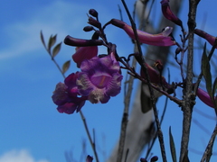 Jacaranda caroba