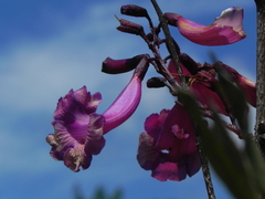 Jacaranda caroba, photograph (c) Thomaz Ricardo Favreto Sinani, some rights reserved (CC BY)