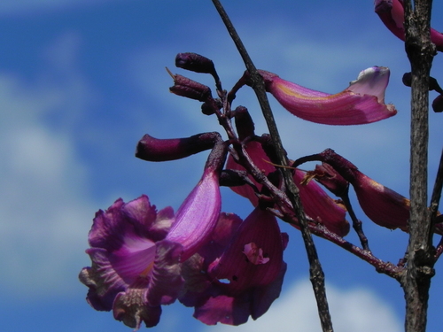 Jacaranda caroba, photograph 2