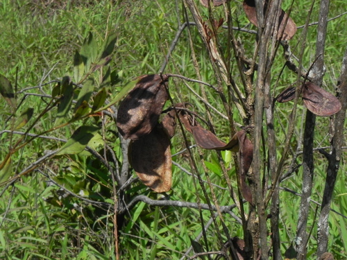 Jacaranda caroba, photograph 3