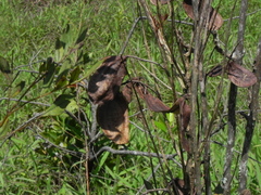 Jacaranda caroba, photograph (c) Thomaz Ricardo Favreto Sinani, some rights reserved (CC BY)