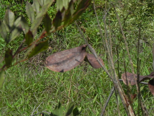 Jacaranda caroba, photograph 4