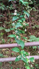 Rubus trianthus