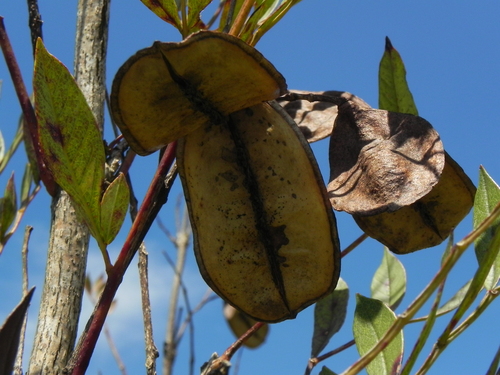 Jacaranda caroba, photograph 5
