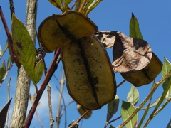 Jacaranda caroba, photograph (c) Thomaz Ricardo Favreto Sinani, some rights reserved (CC BY)