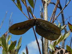 Jacaranda caroba, photograph (c) Thomaz Ricardo Favreto Sinani, some rights reserved (CC BY)