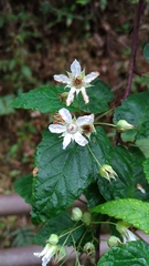 Rubus trianthus