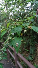 Rubus trianthus