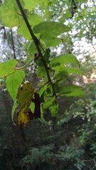 Rubus trianthus