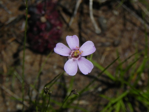Drosera montana (Drosera montana)