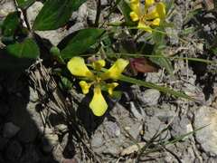 Trimezia longifolia, photograph Thomaz Ricardo Favreto Sinani, CC BY, iNaturalist via GBIF