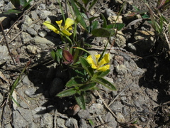 Trimezia longifolia, photograph Thomaz Ricardo Favreto Sinani, CC BY, iNaturalist via GBIF