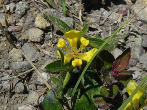Trimezia longifolia, photograph 6