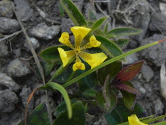 Trimezia longifolia, photograph Thomaz Ricardo Favreto Sinani, CC BY, iNaturalist via GBIF