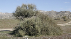 Ephedra californica