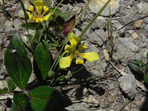 Trimezia longifolia, photograph 5