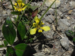 Trimezia longifolia, photograph Thomaz Ricardo Favreto Sinani, CC BY, iNaturalist via GBIF