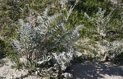 Astragalus oxyphysus