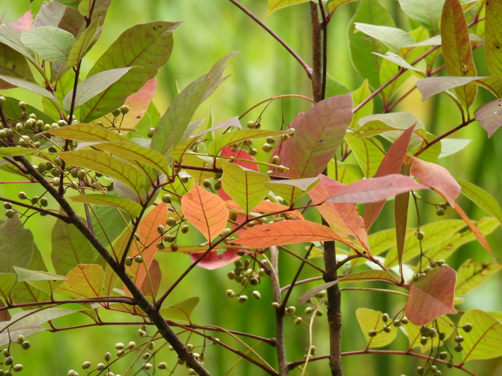 poison sumac from Mississippi Mills, ON, Canada on August 26, 2023 at