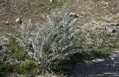 Astragalus oxyphysus