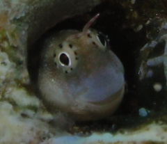 Jugular Blenny photo 5