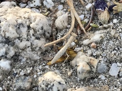 Litaneutria pacifica