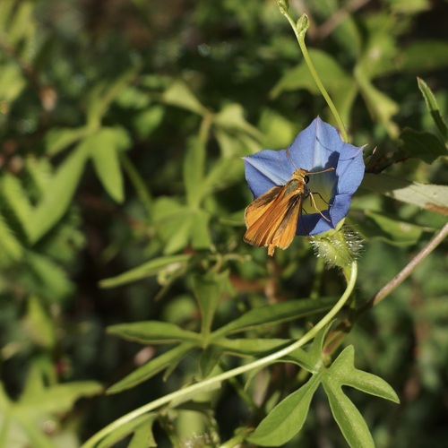 Image of Ipomoea barbatisepala by (c) Sue Carnahan, some rights reserved (CC BY)