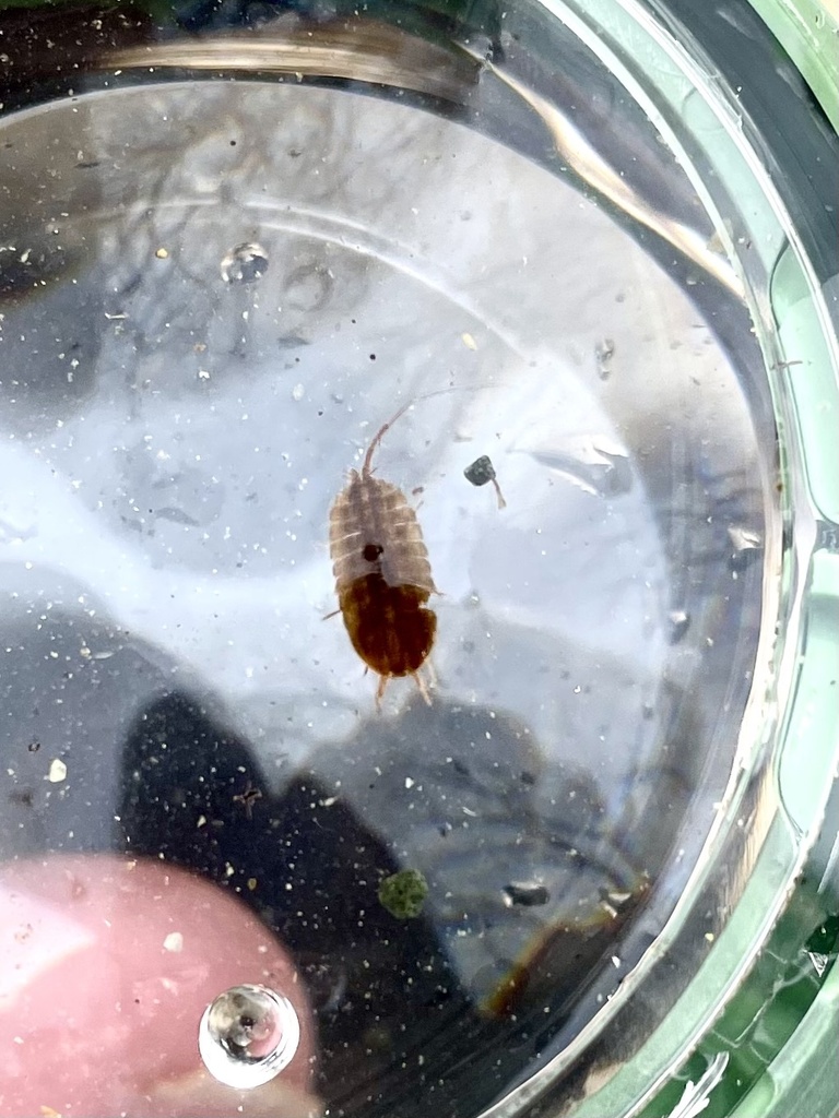 Freshwater Isopods from Tamarac National Wildlife Refuge, Rochert, MN ...