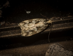 Barea eucapnodes