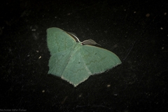 Maxates centrophylla