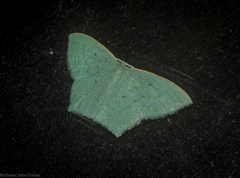 Maxates centrophylla