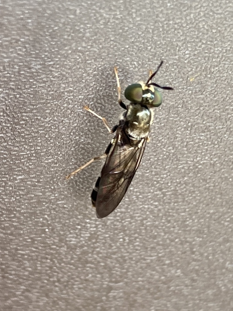 Hermetia flavipes