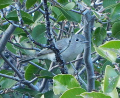 Vireo vicinior